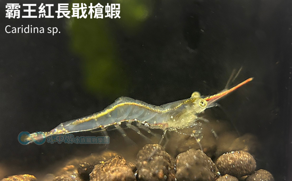 霸王紅長戢槍蝦 霸王紅長戢槍蝦,槍蝦,觀賞蝦,除藻蝦