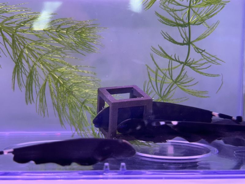 羽毛刀 黑魔鬼魚 