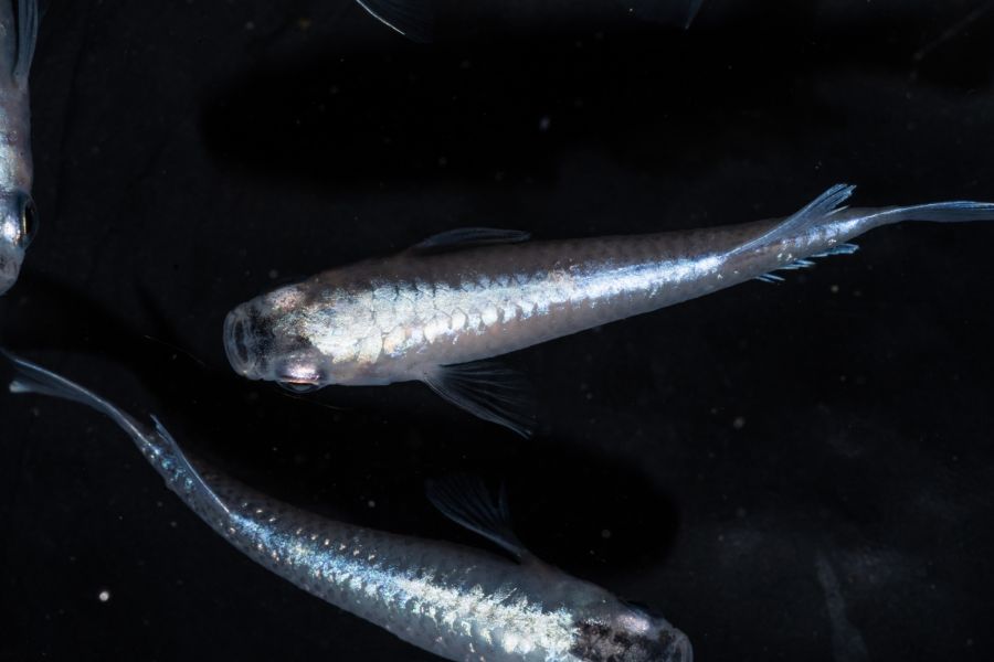 美達卡-鱗光 美達卡,鱗光,稻田魚,日本稻田魚