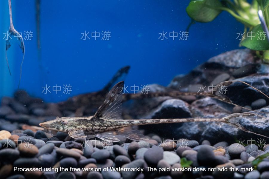 皇冠直昇機 皇冠直昇機,直升機,異形,底棲魚