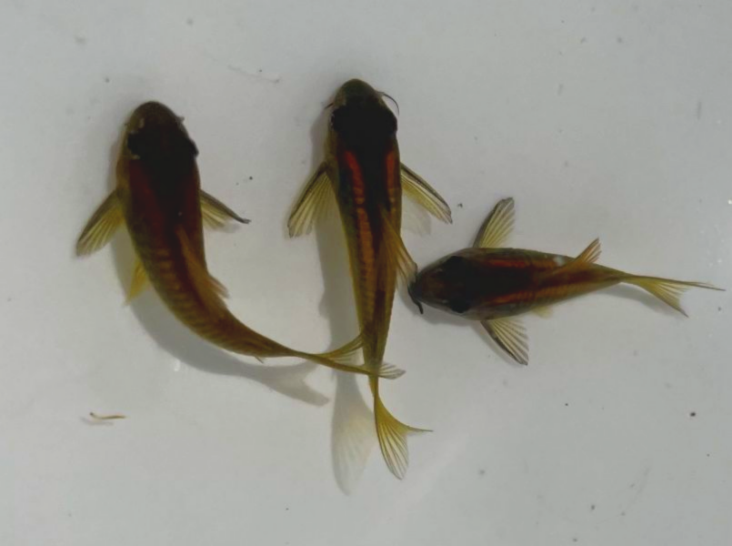 金線綠鼠 金線綠鼠,鼠魚,觀賞魚,水族