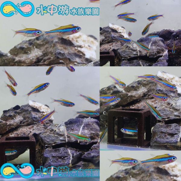 綠蓮燈 綠蓮燈,燈魚,小型魚