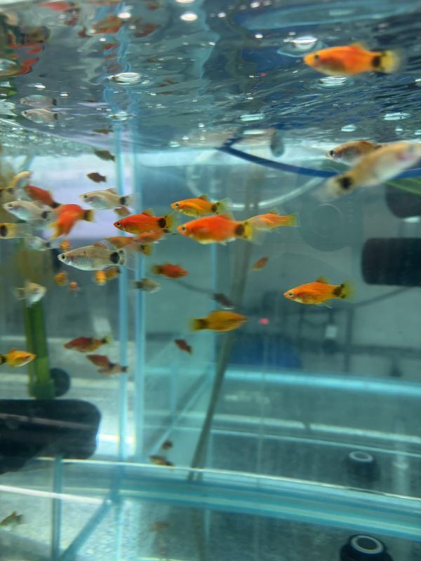 茉莉+球魚+米奇混搭 
