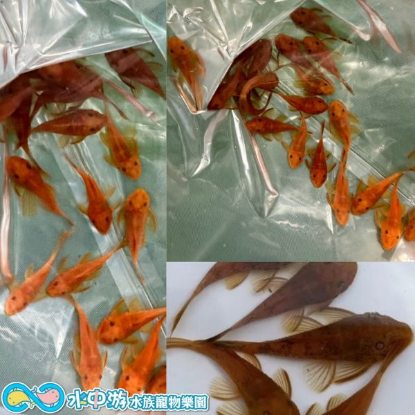 超級紅鬍子異形 超級紅鬍子異形,異形,底棲魚,觀賞魚,水族,紅鬍子,超級紅