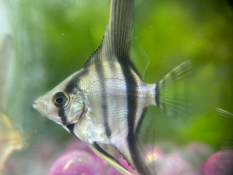 斑馬神仙 斑馬神仙,神仙魚,觀賞魚,水族,觀賞蝦,魚飼料
