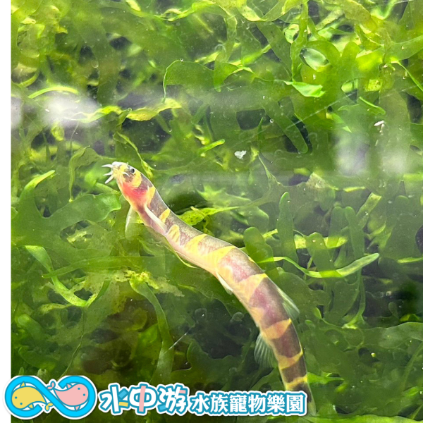 蛇魚 蛇魚,觀賞魚,觀賞蝦,水族