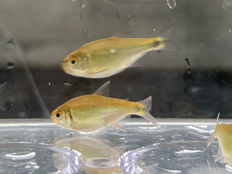 翠焰河虎燈 赤焰河虎燈 