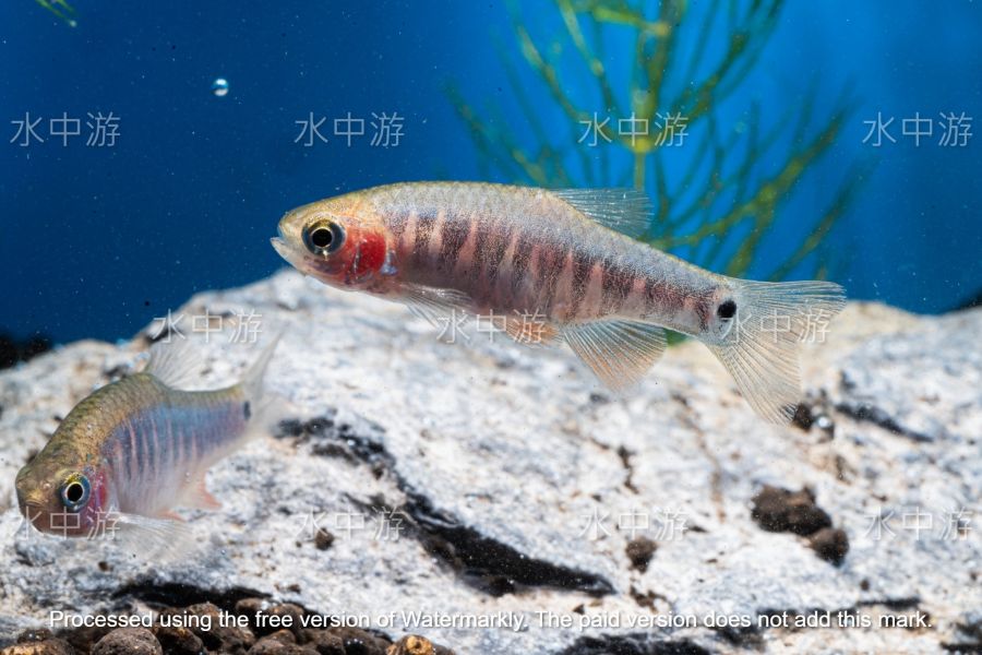 藍帶斑馬 藍帶斑馬,小型魚,觀賞魚,燈魚,水族