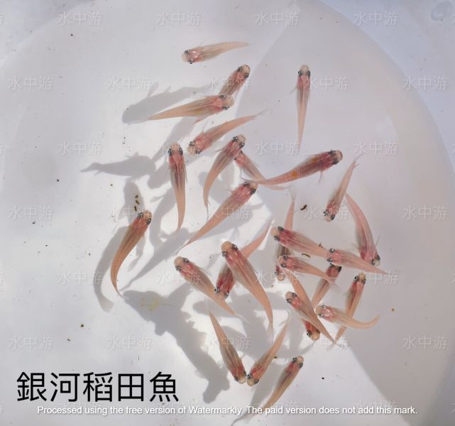 美達卡-銀河稻田魚 美達卡,銀河,稻田魚,日本稻田魚