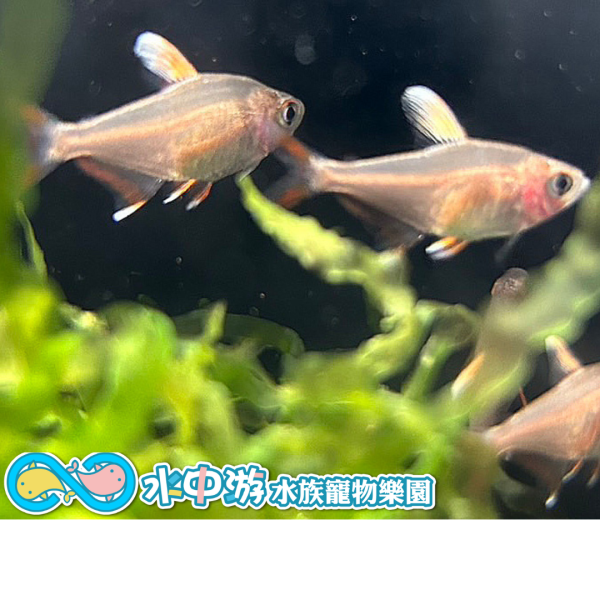 白翅玫瑰旗 白翅玫瑰旗,觀賞魚,小型魚,水族,飼料