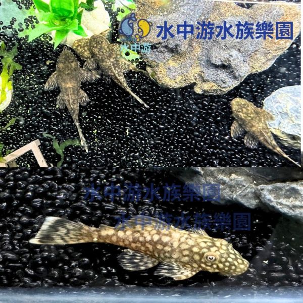 蜂巢甜心鬍子異形 蜂巢甜心鬍子異形,異形,觀賞魚,水族,底棲魚,蜂巢鬍子,蜂巢甜心