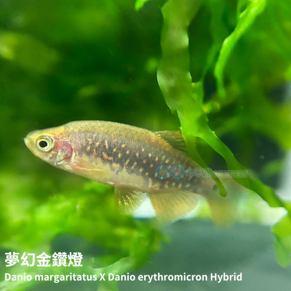 夢幻金鑽燈 夢幻金鑽燈,火翅金鑽燈,藍帶班馬,燈科魚,小型魚,燈魚,觀賞魚,水族