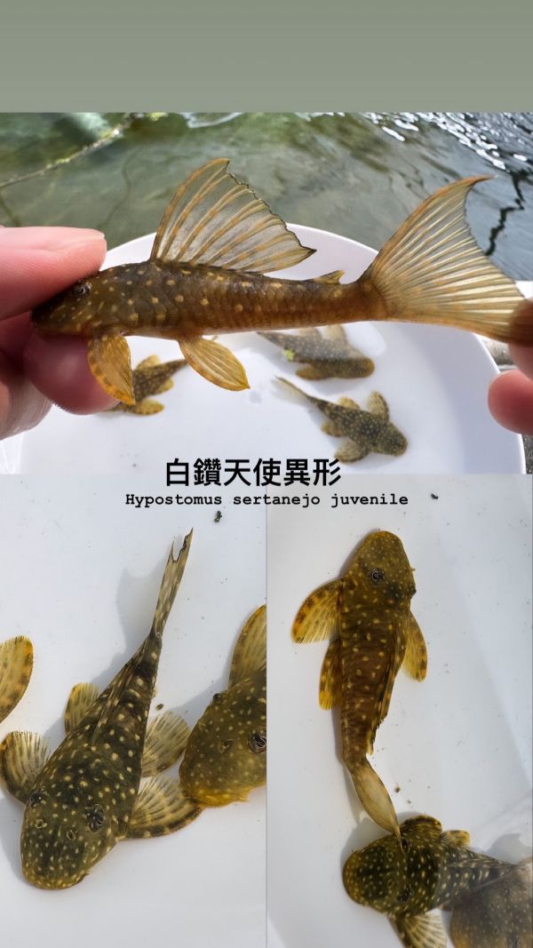 白鑽天使異形 白鑽天使異形,異形,底棲魚,水族,觀賞魚