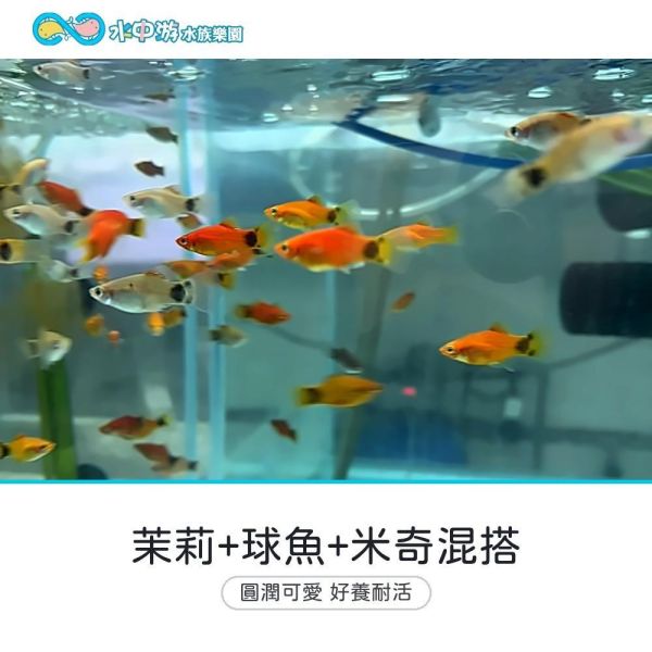 茉莉+球魚+米奇混搭 茉莉＋球魚＋米奇混搭、卵胎生、入門魚、混養