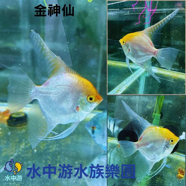 斯卡神仙/藍斑馬神仙/金神仙 斯卡神仙,神仙魚