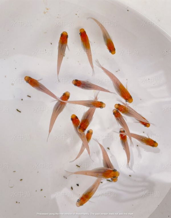 美達卡-紅白稻田魚 美達卡,紅白,稻田魚,日本稻田魚