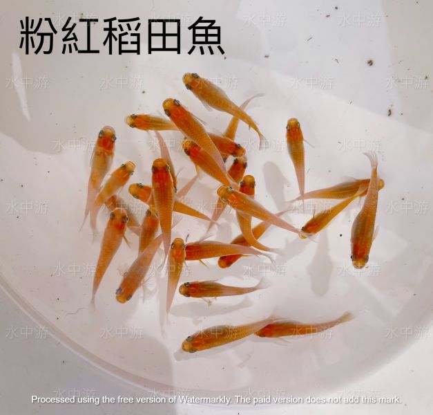 美達卡-粉紅稻田魚 美達卡,粉紅,稻田魚,日本稻田魚
