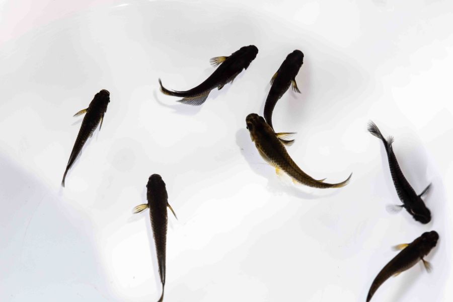 美達卡-大蛇 美達卡,大蛇,日本稻田魚,稻田魚