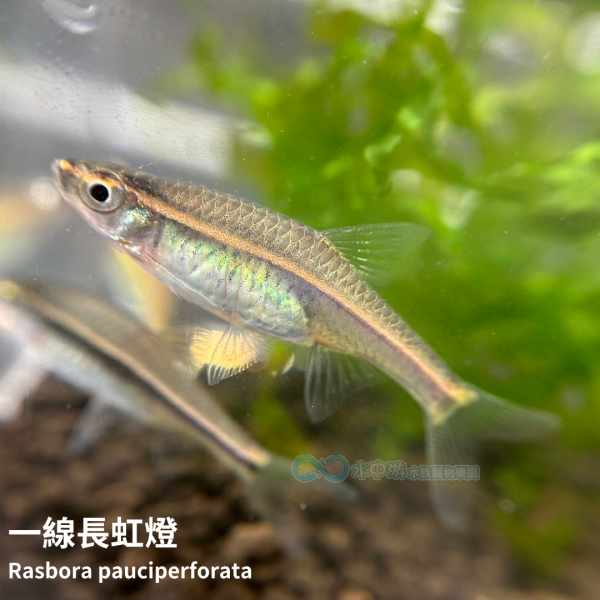 一線長虹燈 一線長虹燈,燈科魚,燈魚,水族,觀賞魚