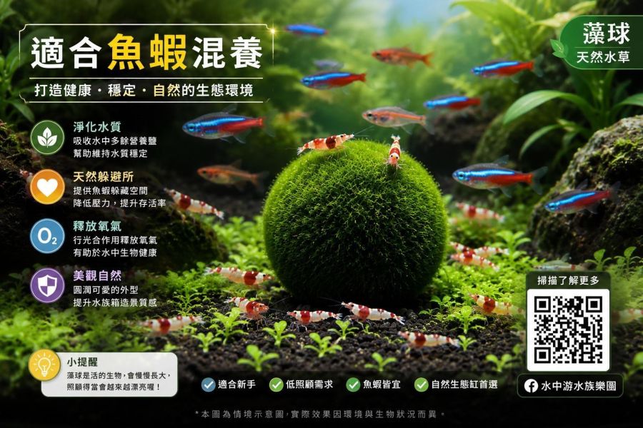 Marimo綠藻球 