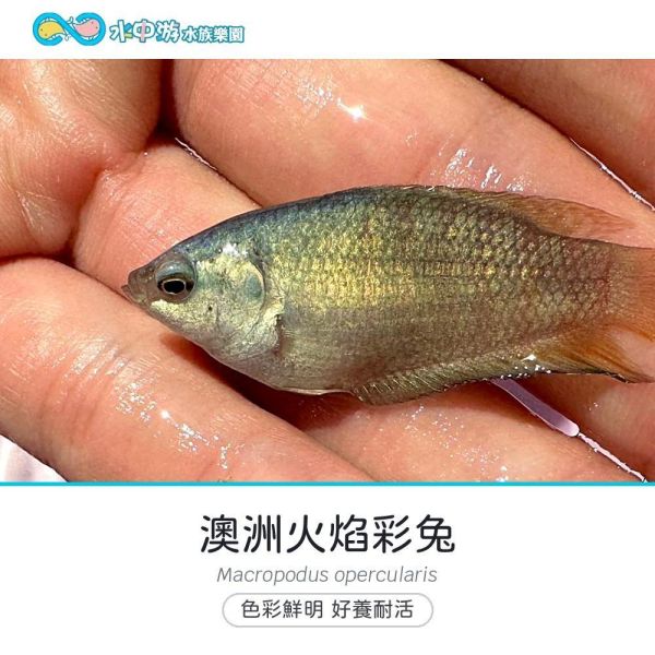 澳洲火焰彩兔(吃孓孓) 澳洲火焰彩兔,彩兔,蓋斑鬥魚