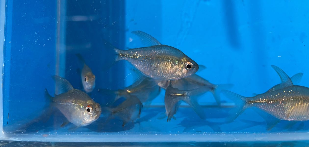 鑽石燈 鑽石燈,燈魚