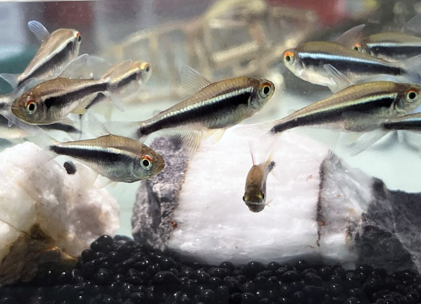 黑霓虹燈魚(黑蓮燈) 