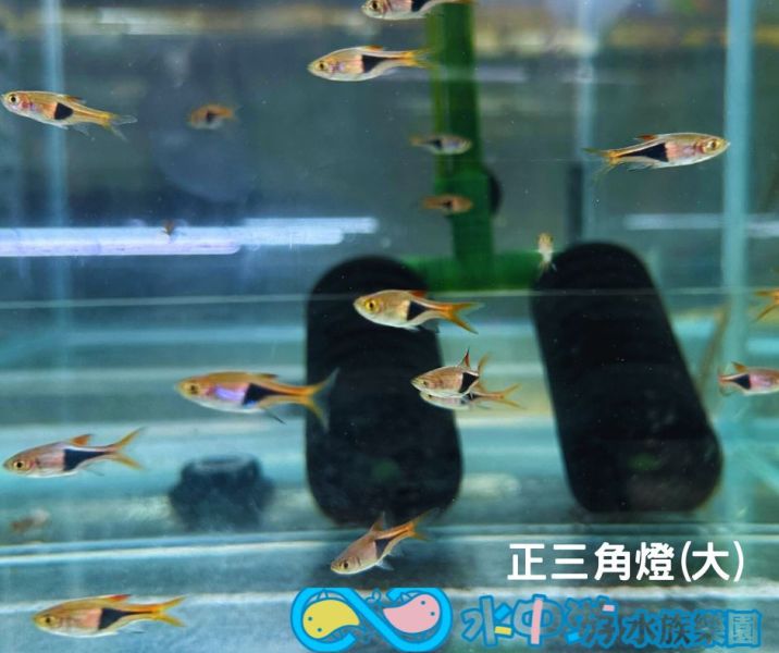 三角燈(大) Hemigrammus pulcher 正三角燈魚