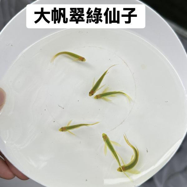 大帆仙子魚(顏色在選項內) 