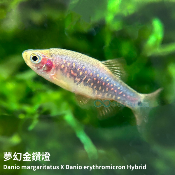 夢幻金鑽燈 夢幻金鑽燈,火翅金鑽燈,藍帶班馬,燈科魚,小型魚,燈魚,觀賞魚,水族