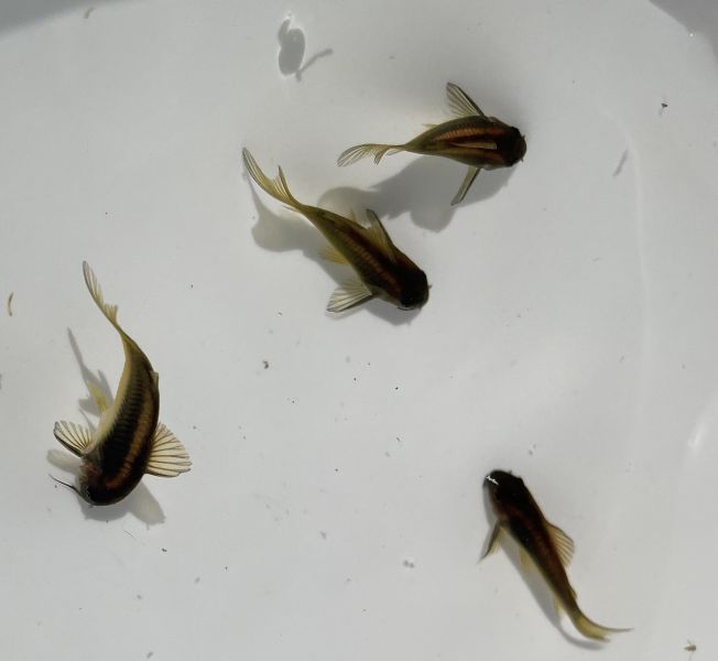 金線綠鼠 金線綠鼠,鼠魚,觀賞魚,水族