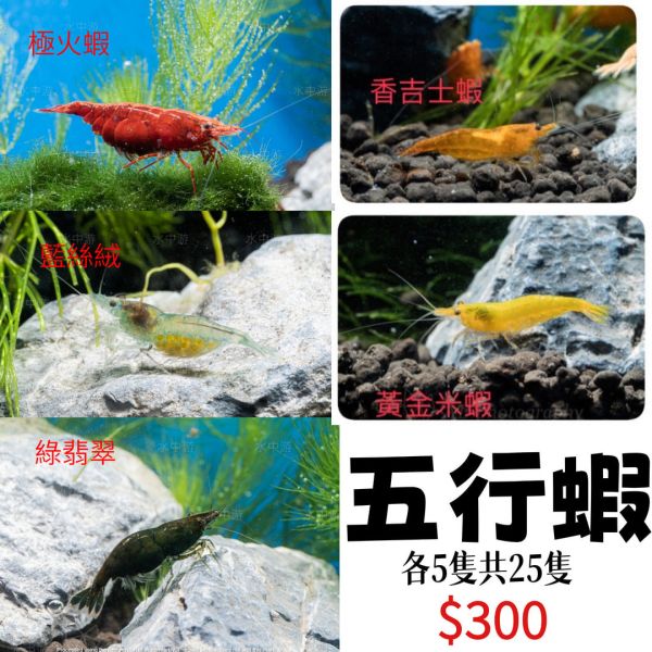 五行蝦(25隻) 五行蝦,米蝦,觀賞蝦