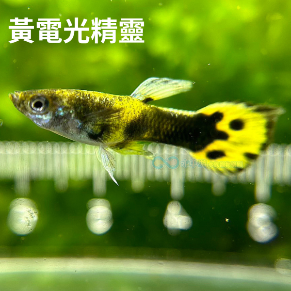 綜合孔雀 綜合孔雀,孔雀魚,觀賞魚