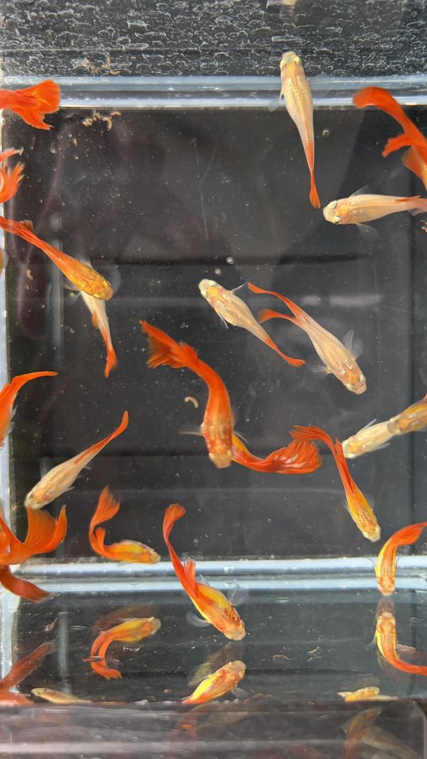 佛朗明哥孔雀魚 