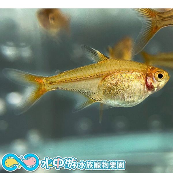 噴火燈 噴火燈,燈魚,噴火燈魚,小型魚,水族,觀賞魚