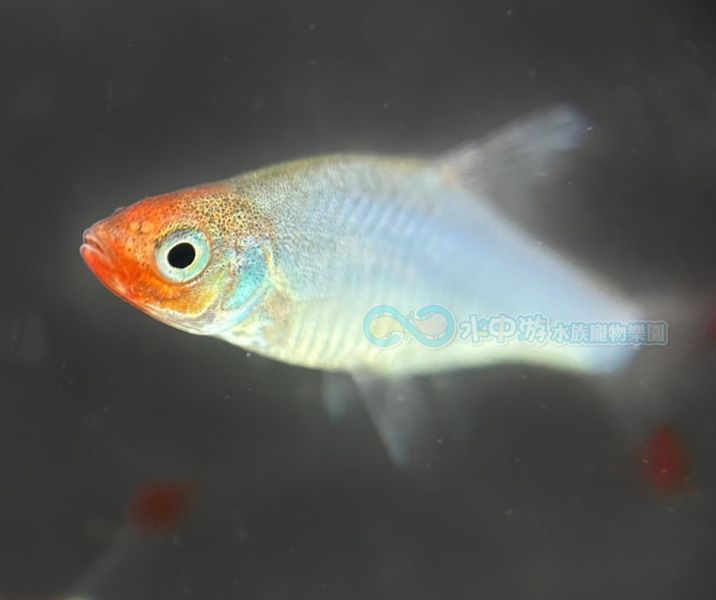 亞洲紅鼻 亞洲紅鼻,小型魚,觀賞魚,水族,兩頭紅,女王兩頭紅