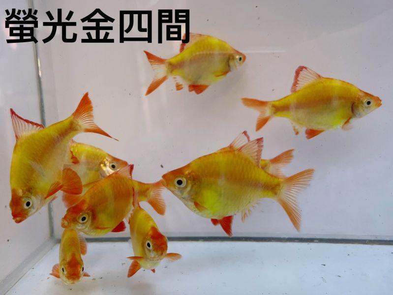 螢光綠金四間 螢光綠金四間,金四間,四間,螢光四間