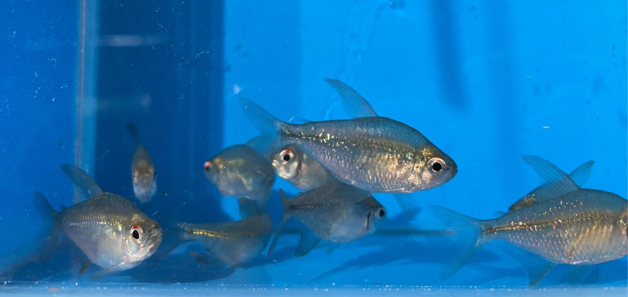 鑽石燈 鑽石燈,燈魚