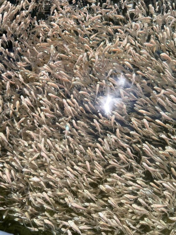 白金錦鯉 白金錦鯉,鯉魚,觀賞魚,水族