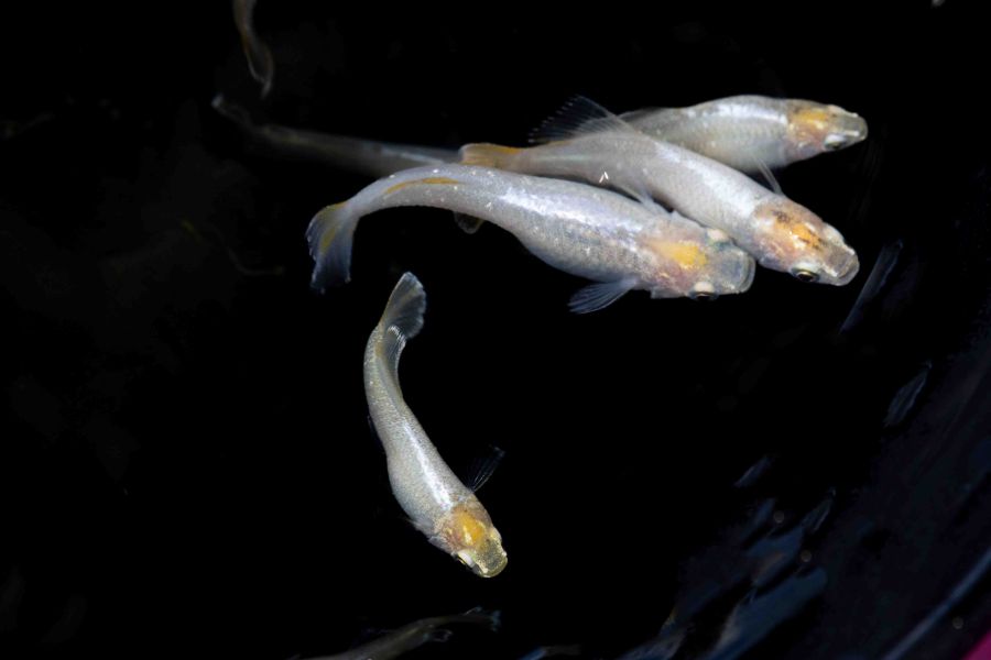 美達卡-華蕾 觀賞魚,美達卡,稻田魚,日本稻田魚,華蕾