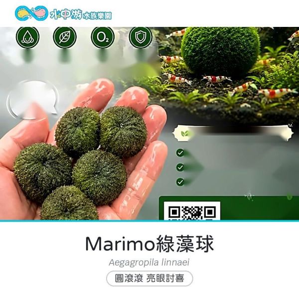Marimo綠藻球 Marimo綠藻球、水草、水生植物、水草缸