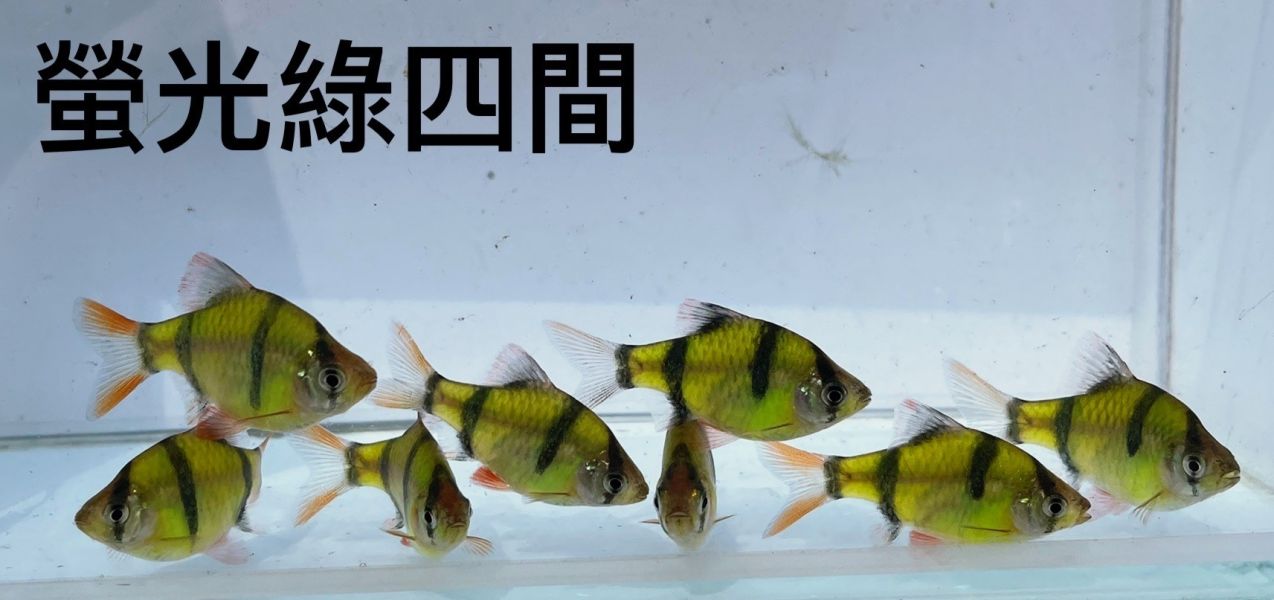 螢光綠四間 螢光綠四間,四間,螢光四間