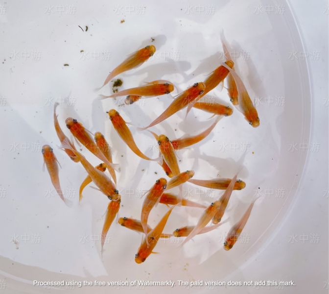 美達卡-粉紅稻田魚 美達卡,粉紅,稻田魚,日本稻田魚
