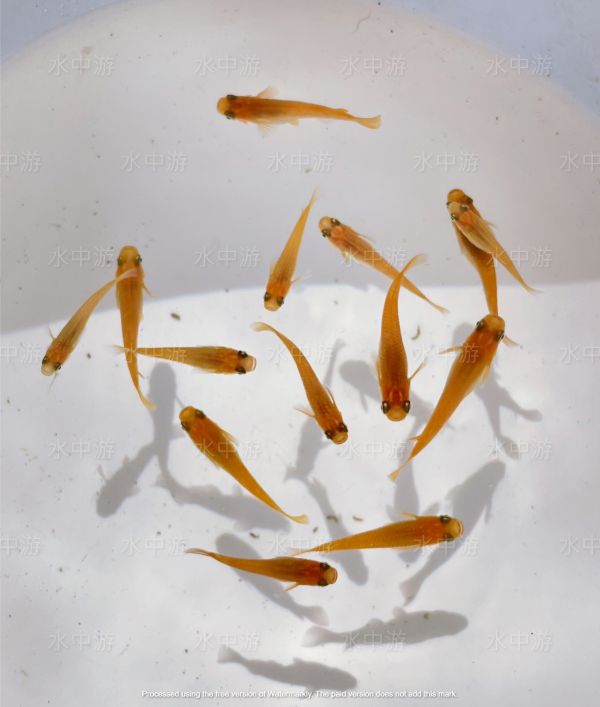 美達卡-楊貴妃稻田魚 美達卡,楊貴妃,稻田魚,日本稻田魚