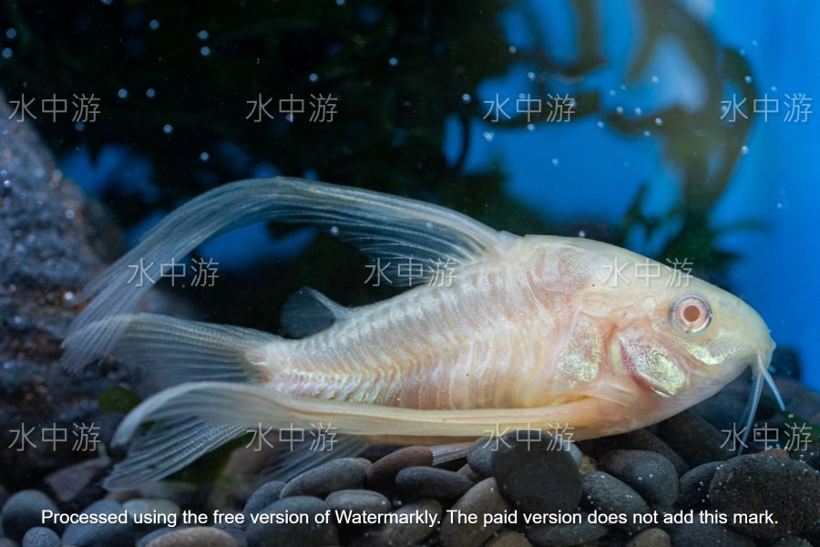 大帆白鼠 