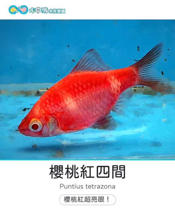 櫻桃紅四間 2–3cm 
