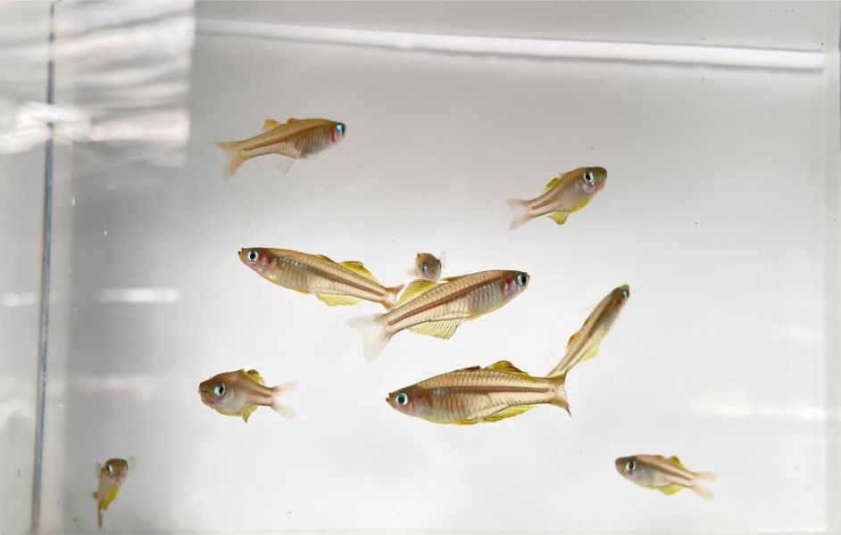 血叉尾黃金珍珠燕子 血叉尾黃金珍珠燕子,小型魚