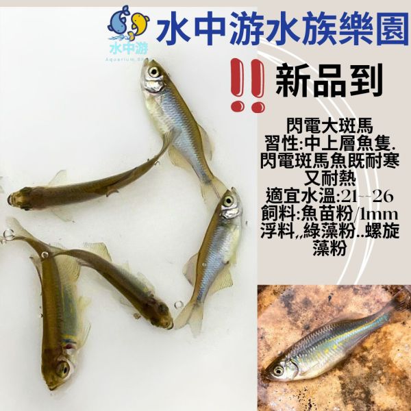 閃電大斑馬(買10送1) 閃電大斑馬,斑馬,斑馬魚