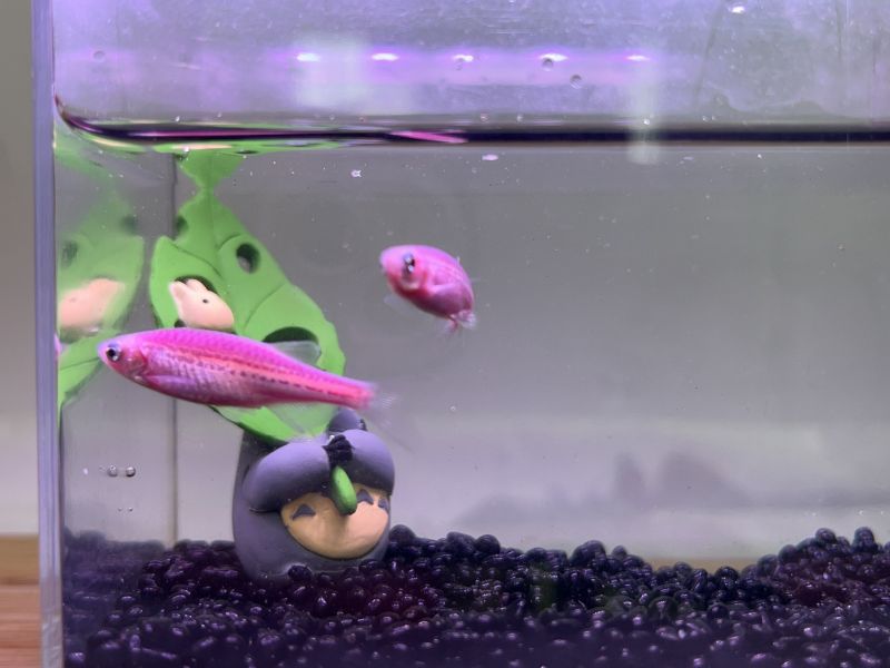 限量仙子魚/斑馬魚 