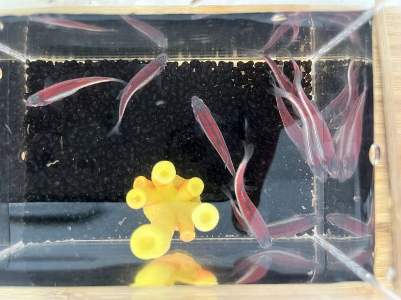 限量仙子魚/斑馬魚 